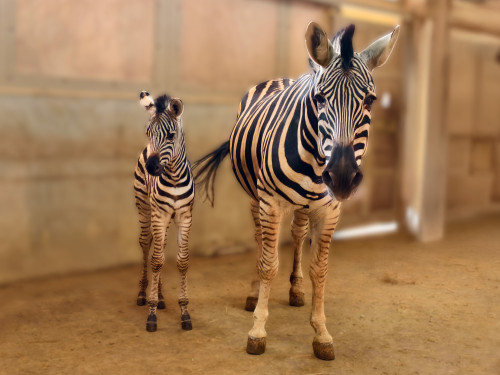 歡慶兒童節!六福莊再添動物明星　最萌斑馬寶寶誕生!