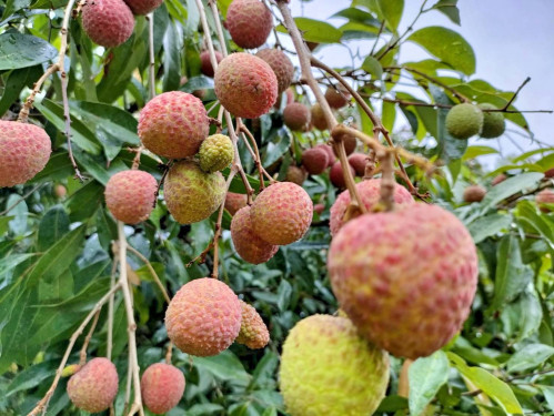 農情荔意、香甜盛FUN　2025新竹市荔枝節6/22新竹大遠百熱鬧開跑