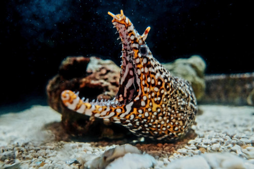 屏東海生館萬聖節搞怪倒數！萌樣怪奇生物掀起變裝熱潮