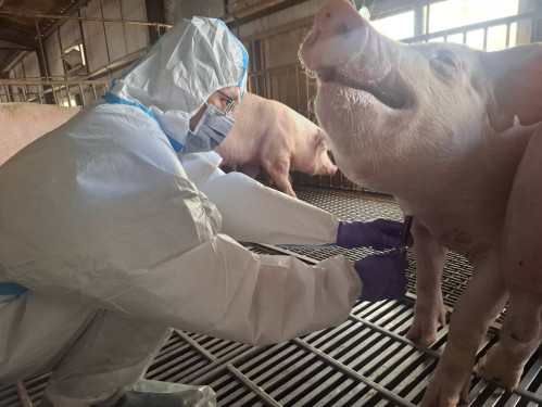 臺南後壁畜牧場違反禁運令！市府：依法重罰35萬