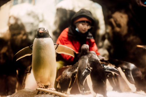 屏東海生館愛在海洋聖誕節登場 打卡送限定明信片 再抽與超萌企鵝體驗