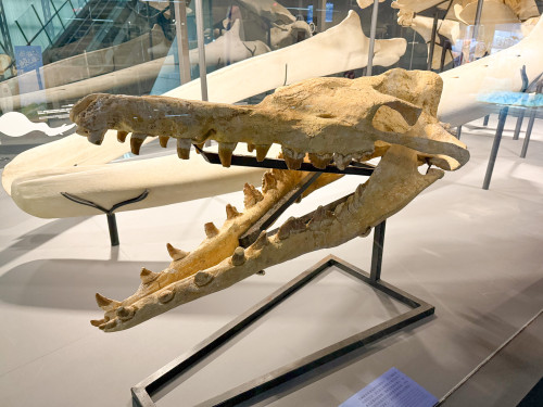 倒數計時！龍王鯨化石首移展屏東海生館 展至12/26