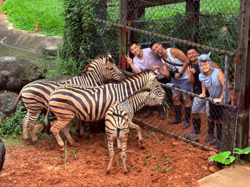 六種動物生態體驗遊程任選　關西六福莊推出馬到成功春節住房專案