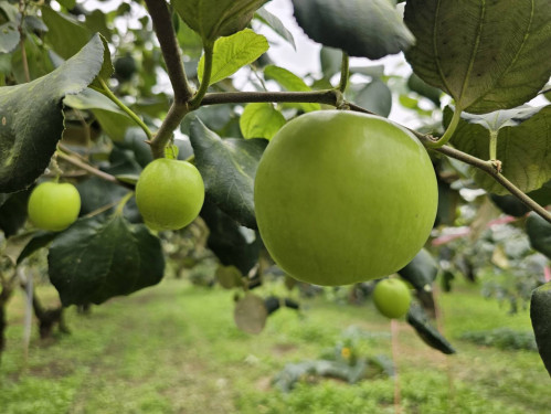 過年送棗正當時 選擇產銷履歷