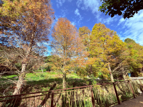 冬日浪漫最受歡迎賞景亮點　竹縣精選五大賞落羽松秘境迎冬日浪漫