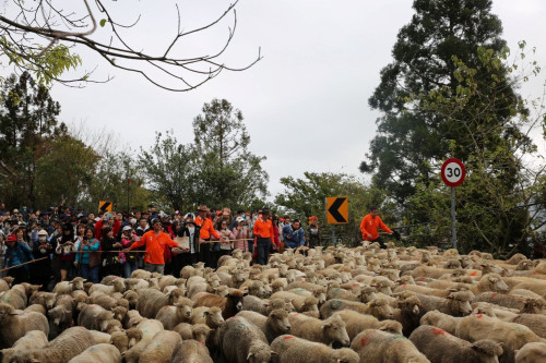 清境奔羊節  綿羊大軍奔跑合歡山公路