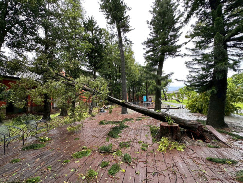 百年羅漢松再生共享長凳 見證自然工藝溫柔接力