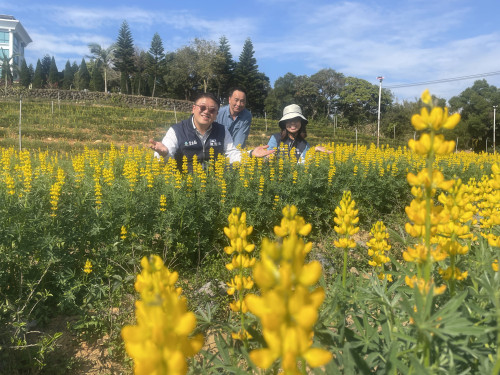 2026桃園魯冰花季花況盛開　浪漫黃金花海閃耀龍潭大北坑