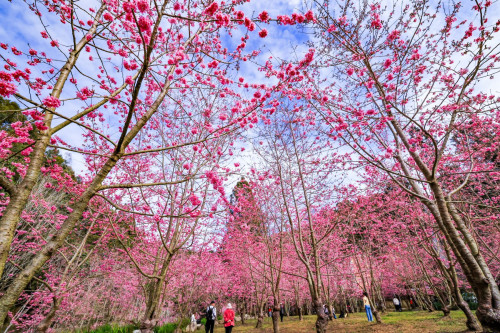 杉林溪數千粉紅櫻花  228連假進入盛開期