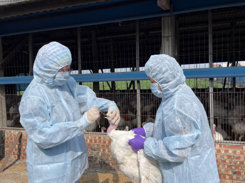 禽場全面防範禽流感！動保處：強化落實防疫措施