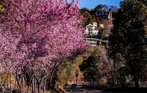 粉紅花夢幻盛放！ 清境賞櫻花餵綿羊