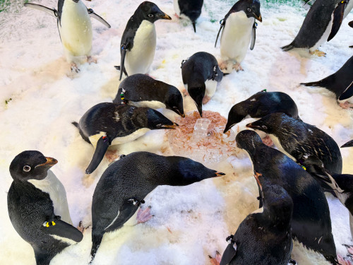 屏東海生館海洋寶貝專屬年夜飯 從圍爐談食魚文化×永續海洋
