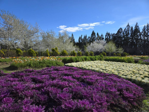 台灣賞花勝地 梅峰農場春之饗宴3/14登場
