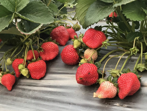 莓好生活節甜蜜登場 體驗善化採草莓田園樂趣