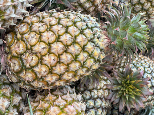 鮮甜國產鳳梨上市！一口陽光好滋味