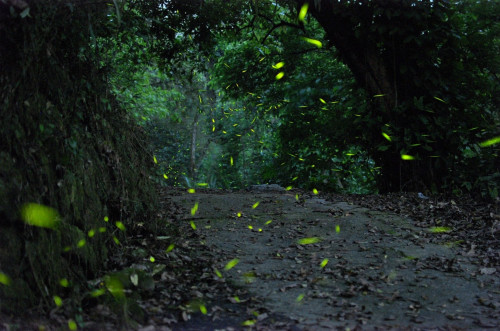 全台最大賞螢區  來南投享受螢光假期