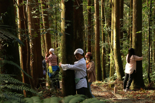 走進森林，聆聽森命的樂章!　東眼山「癒見森林」療癒活動開放報名