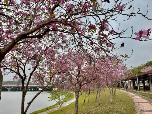 南科粉紅浪漫來襲！3/14-15堤塘湖羊蹄甲盛開