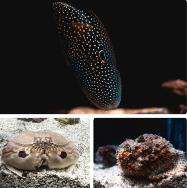 屏東海生館海洋生物隱形術解密 從偽裝到模仿 展現海洋生存智慧