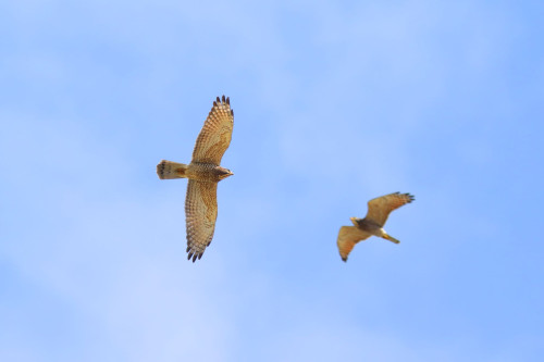 鷹緣聚會嘉年華 八卦山賞鷹季週末登場