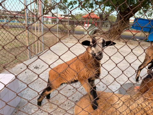 佳里榮家咩力萌發！黑腹小羊誕生 全民投票命名 