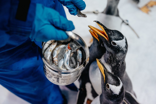 屏東海生館揭密企鵝抽血要先泡溫水澡健檢日常 人氣體驗到六月底