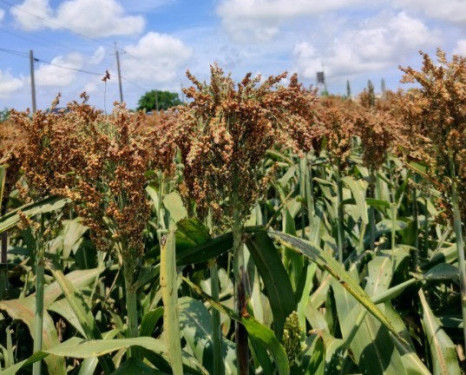 省工節水種高粱 適時適地好收益 提升雜糧產業競爭力 