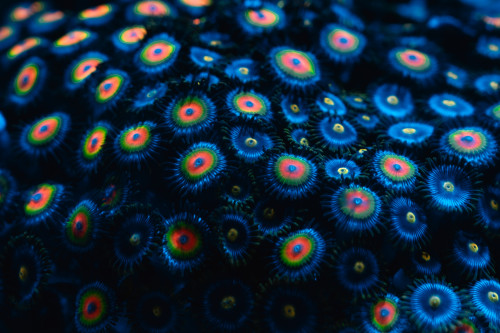 海生館暑期「海洋花樣嘉年華」特展 夜宿限定海底賞花夢幻曝光