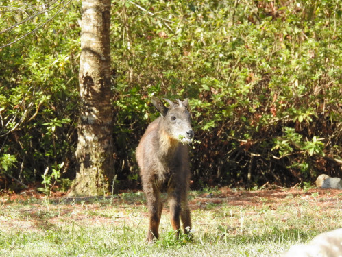 解鎖森林密碼  奧萬大動物調查班8月登場