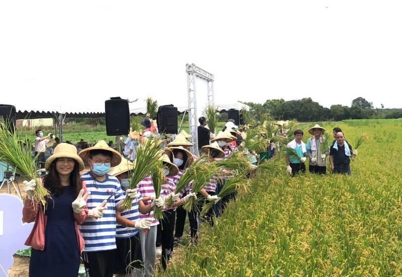 聯合5校師生割稻趣 大地餐桌樂饗節氣米食