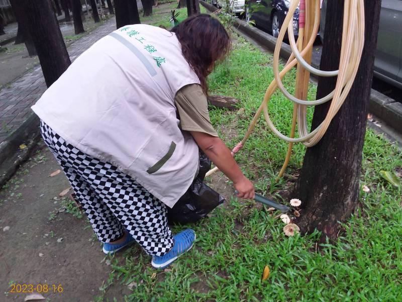  雨後天晴 公園內菌菇生長 民眾不可摘食 