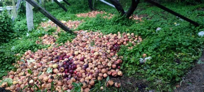 卡努颱風侵襲影響中橫臺八臨37線便道 大規模坍方影響運輸 居民農作急需協助