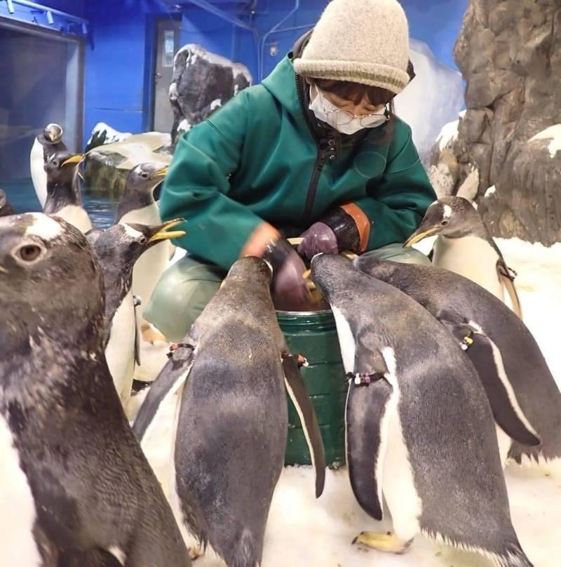 屏東海生館牠們飼育員與海洋老師 心路歷程大公開