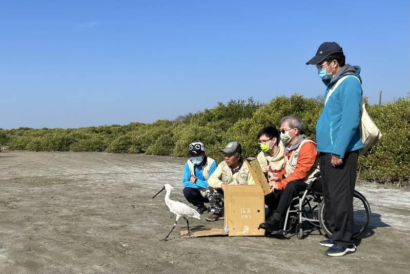 學甲濕地第2隻傷癒黑琵N49飛回台灣度冬