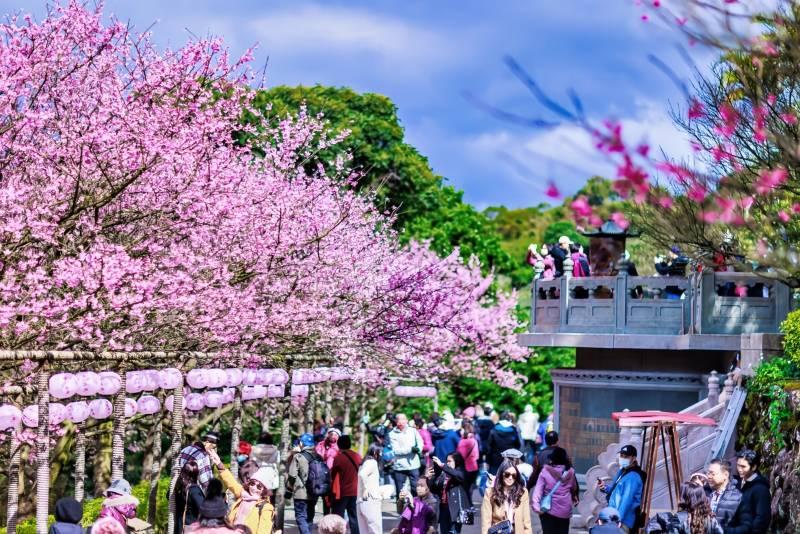 「新北蒔花好綻」櫻花一日票 來趟城市間的一日櫻花小旅行