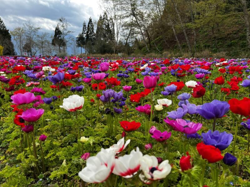 臺大山地農場春之饗宴 花現梅峰之美