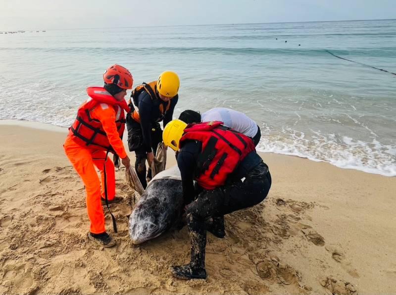 墾丁南灣驚現海豚擱淺 海巡消緊急救援