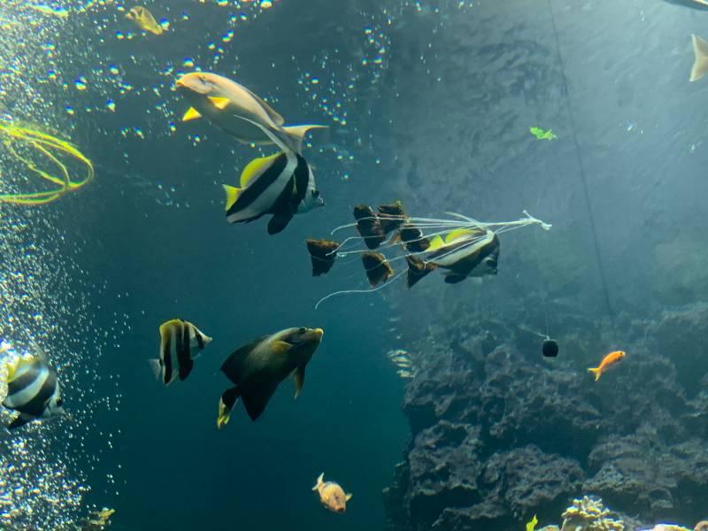 屏東海生館特製粽引魚兒搶食 端午連假一探卵生鯊魚秘密