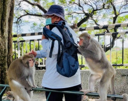 當獼猴鄰居來敲門！壽山動物園教你和平共處秘訣