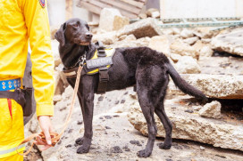 毛英雄再建功!　竹市搜救犬Clay尋獲走失老婦