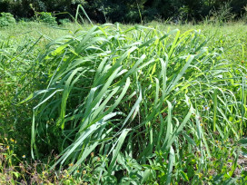 探索三義香茅記憶與風華　「聞香三義」特展8/24火炎山生教館登場