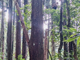 摘除蜂窩顧及安全　苗栗南庄加里山步道大坪段10/16起封閉一週