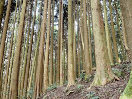 苗栗南庄加里山步道大坪段已無餘蜂徘徊　自10/23日起恢復通行