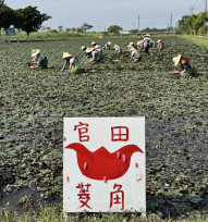 官田菱香正濃期 嚐鮮正是時