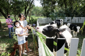 臺南柳營牛奶節德元埤荷蘭村登場 歡迎來暢遊支持國產鮮乳