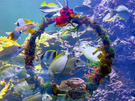 屏東海生館水下聖誕花圈吸引魚兒搶食 仙后水母夢幻朵朵雪花綻放 