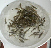 金門水產試驗所販售黑鯛魚苗