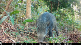 營造動物友善環境　林保署新竹分署優化三義造林地打造多樣棲息空間