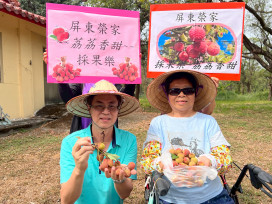 屏東榮家懷舊好滋味-住民樂採荔枝