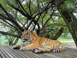 強強聯手動保交流合作　六福村四隻動物夥伴南遷高雄壽山動物園